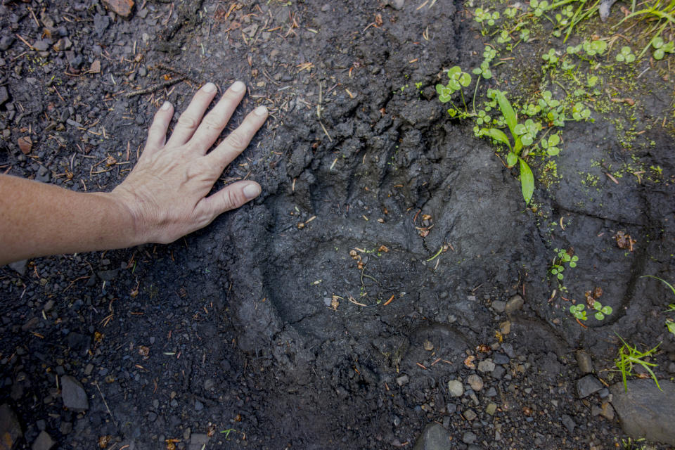 Bärenspuren sollte man mit möglichst vielen Daten und Größenvergleich melden (Bild: Getty Images)