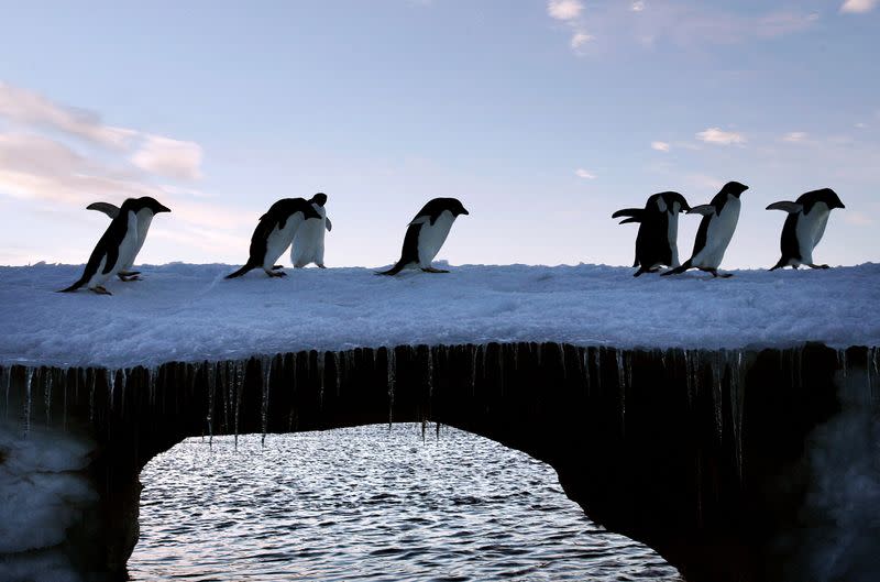 FILE PHOTO: Adelie penguins are pictured at Cape Denison, Commonwealth Bay, in East Antarctica