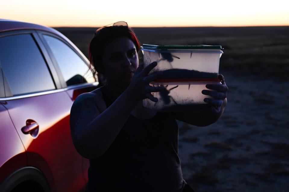 olorado State University PhD candidate Jackie Billotte, looks at two captured female tarantulas\