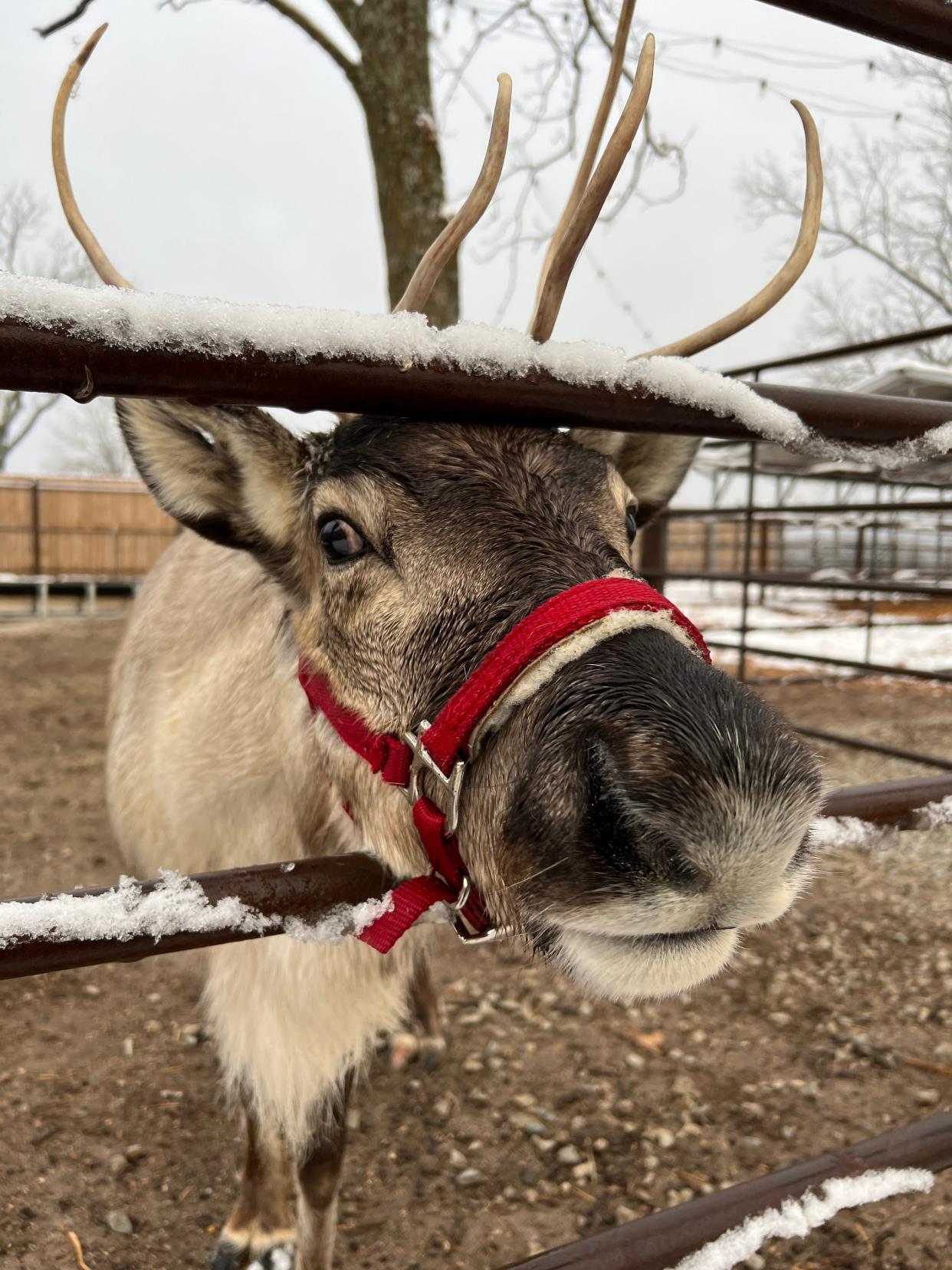 A reindeer at Prescott Reindeer Farm in Vanzant, Missouri. The farm is home to five reindeer: Noel, Tinsel, Winter, Snowflake and Mistletoe.