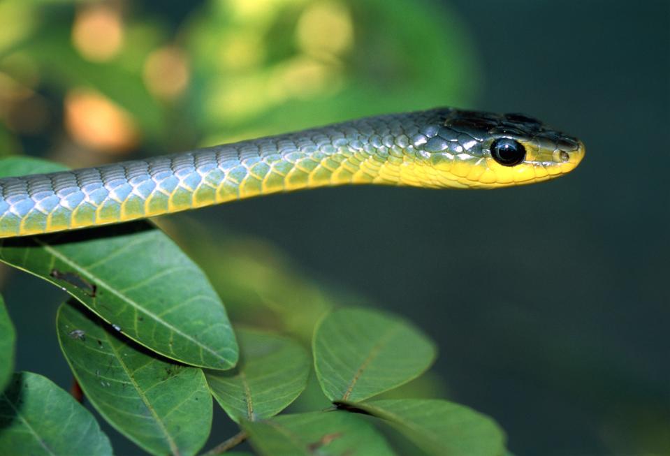 Luckily, the snake was OK and wasn’t venomous. Pictured: common tree snake. Source: Getty Images, file pic