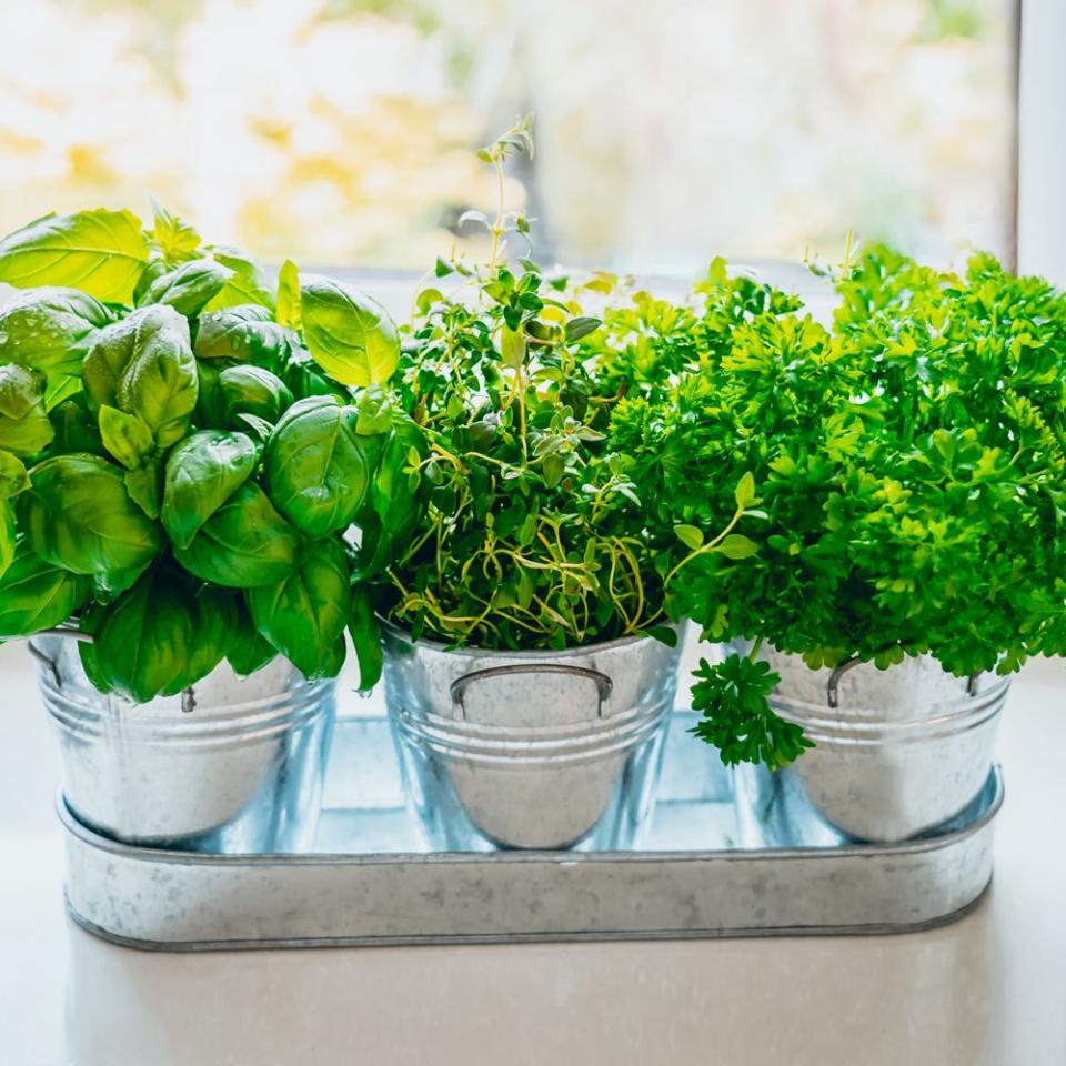 Create an Indoor Herb Garden