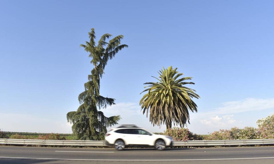 The Palm and the Pine is a Central Valley landmark on Highway 99 in Madera. The Deodor cedar, left, called a pine tree by most, represents Northern California, and the Canary Island date palm, right, represents Southern California.