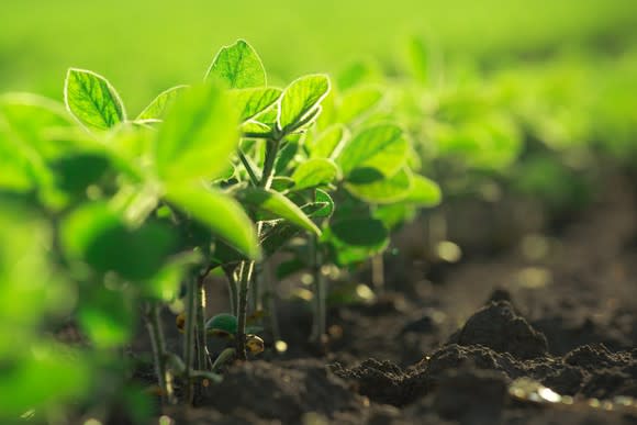 Small soybean plants in the field.