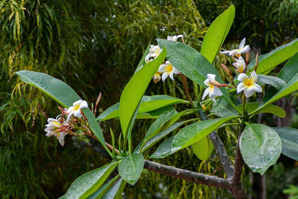 <p>Southern Living</p> Plumeria