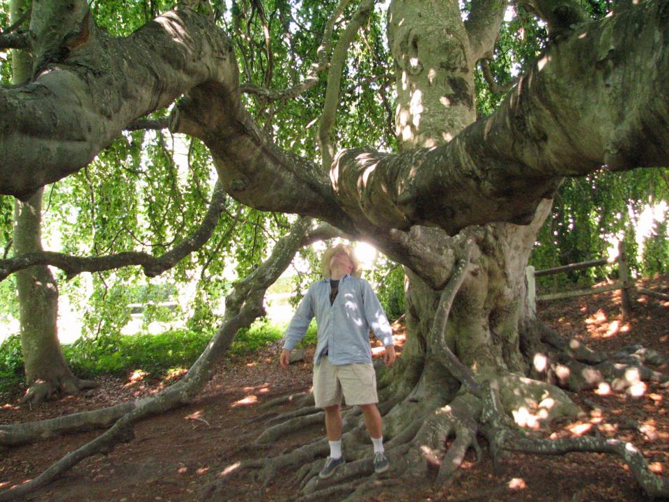 Cape Cod Times reporter Eric Williams admires the splendid English weeping beech tree behind the Historical Society of Old Yarmouth in Yarmouth Port in 2008.