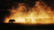 Shadows in dust A herd of wildebeest kick up dust at sunset, revealing their shadows. (Photo and caption by max seigal/National Geographic Traveler Photo Contest) <br> <a href="http://travel.nationalgeographic.com/travel/traveler-magazine/photo-contest/2013/" rel="nofollow noopener" target="_blank" data-ylk="slk:See more and submit;elm:context_link;itc:0;sec:content-canvas" class="link ">See more and submit</a>