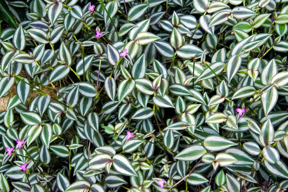 Inchplant or Tradescantia zebrina in abundance in garden