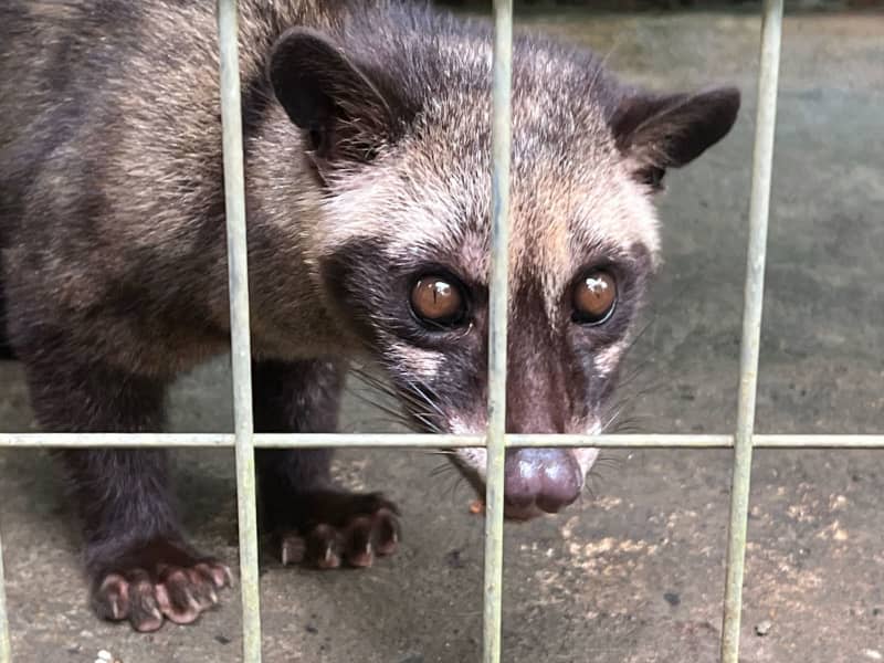 A young Asian palm civet in its cage in a coffee garden for tourists in Bali. The animals are caged to produce Kopi Luwak coffee, probably the most expensive coffee in the world. The coffee berries have to pass through the digestive tract of the civet, which suffers terribly for it. They are kept in cages that are far too small, while tourists from all over the world are treated to the purest idyll in coffee gardens in Bali. Carola Frentzen/dpa