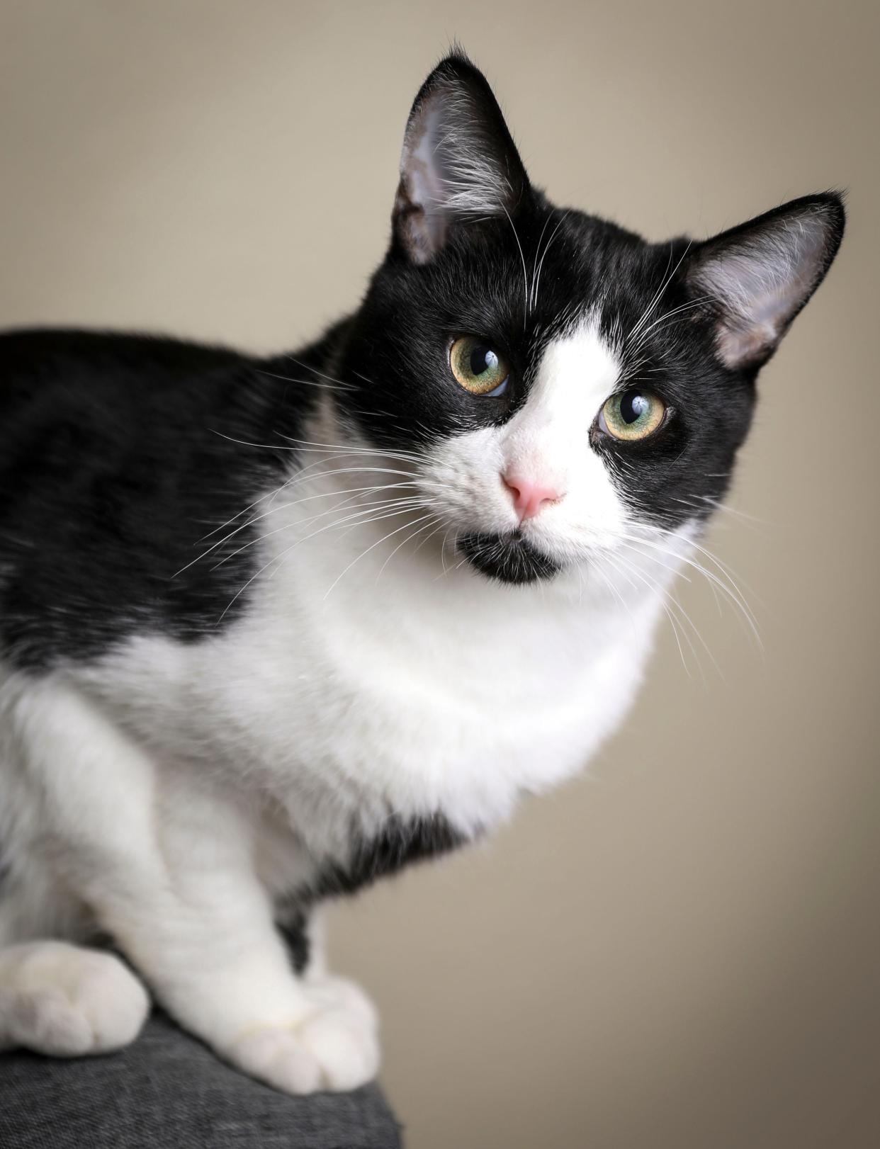 Oreo is 8 months old and is a gentle and is available for adoption as a pair with Thackery at The Little Pumpkin Cat Cafe in Independence.