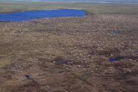 undated aerial photo provided by U.S. Fish and Wildlife Service shows a herd of caribou on the Arctic National Wildlife Refuge in northeast Alaska. Petroleum drilling in Alaska's Arctic National Wildlife Refuge was not a consideration under President Barack Obama but it's getting renewed attention under the new administration. (U.S. Fish and Wildlife Service via AP)