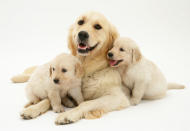 <p>Golden retriever Lola and pups. (Warren Photographic/Mercury Press) </p>