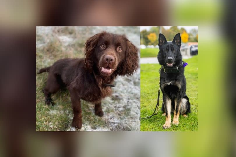 Police dogs Stanley (left) and Ziggy (right)
