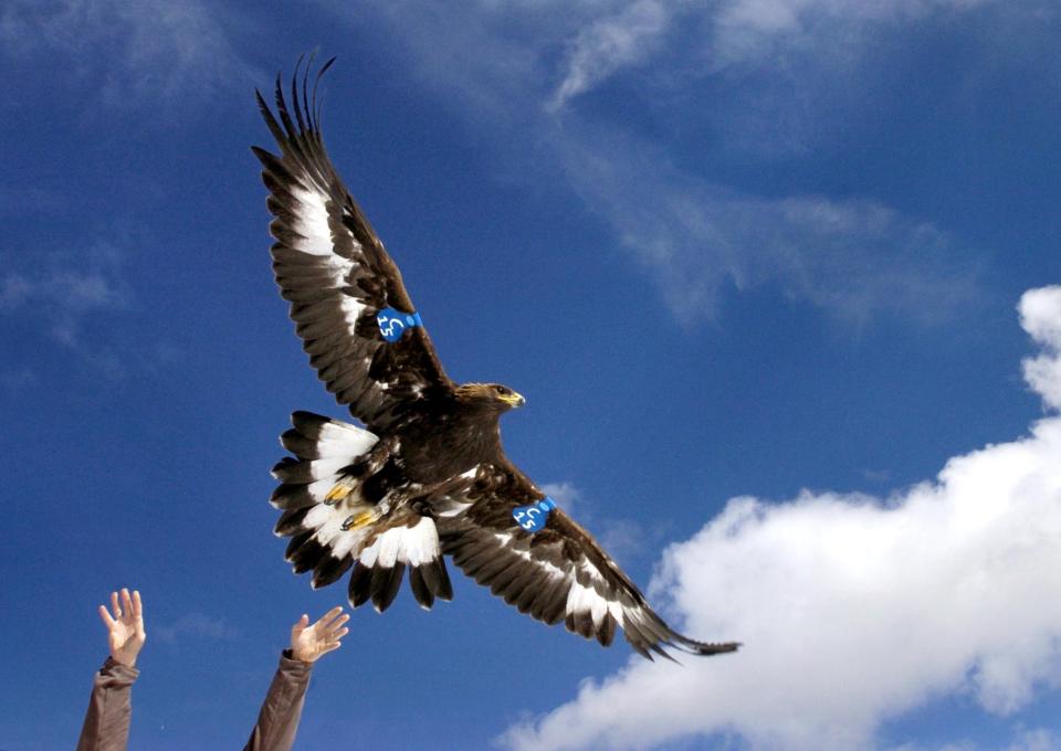 FILE - A young golden eagle is released above Rogers Pass by a wildlife biologist on Oct. 6, 2005, near Lincoln, Mont. A Washington state man accused of helping kill more than 3,000 birds including eagles on a Montana Indian reservation then illegally selling their parts intends to plead guilty to federal criminal charges. (Michael Gallacher/The Missoulian via AP, File)