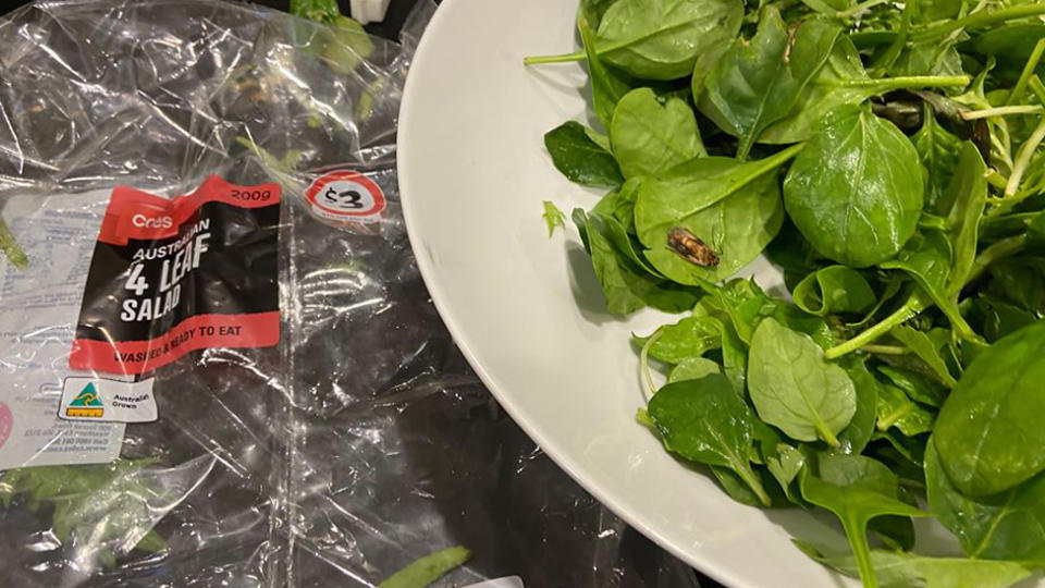 Customer finds insect inside of pre washed coles salad mix