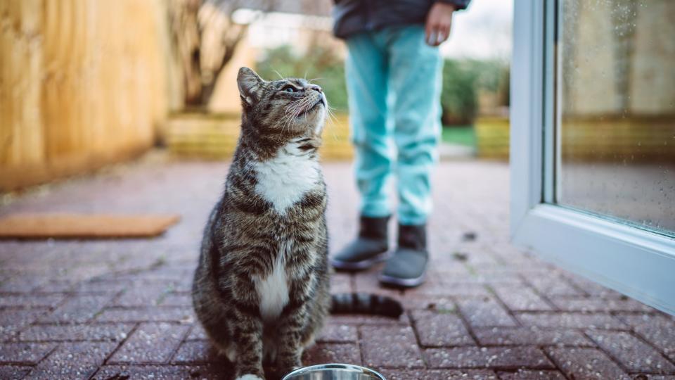 Kitten training