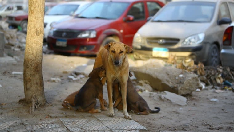 Blind Street Dog Brought to UK Forever Home From Egypt