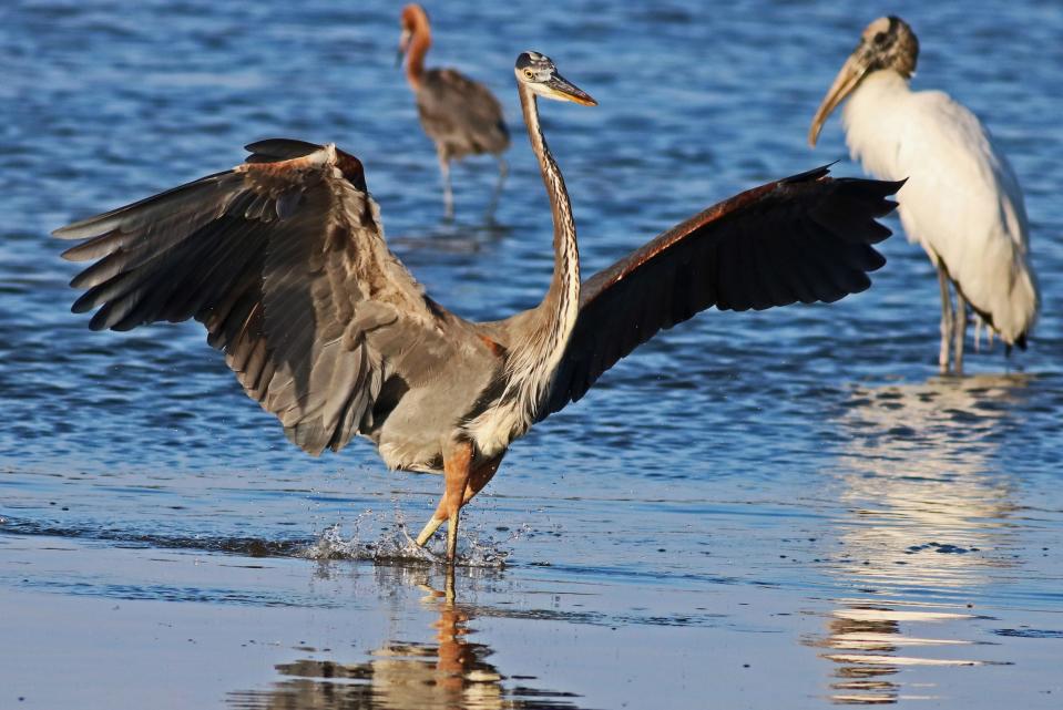 A great blue heron dancing in the morning light at Ding Darling Wildlife Refuge. Taken with a Canon Rebel T6i at f/5.6 and 1/1600 sec.
