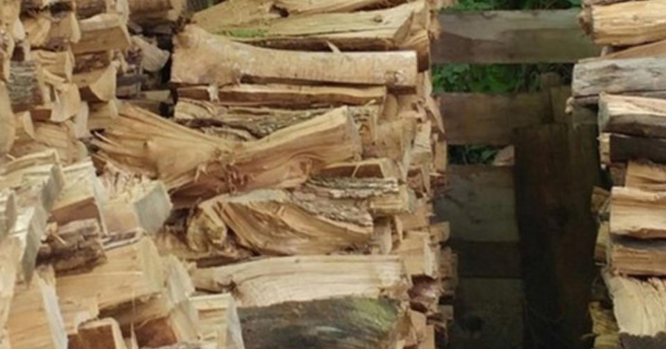 HELP! People are freaking out over this picture of a cat hiding in some logs