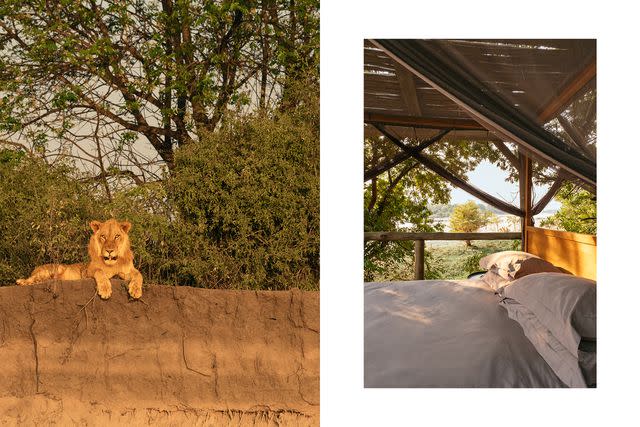 <p>Khadija Farah</p> From left: A lion taking a break on the banks of the Zambezi, as seen on a sunset boat tour; a guest tent at Kapamba, one of the Bushcamp Company's nine properties in Zambia.
