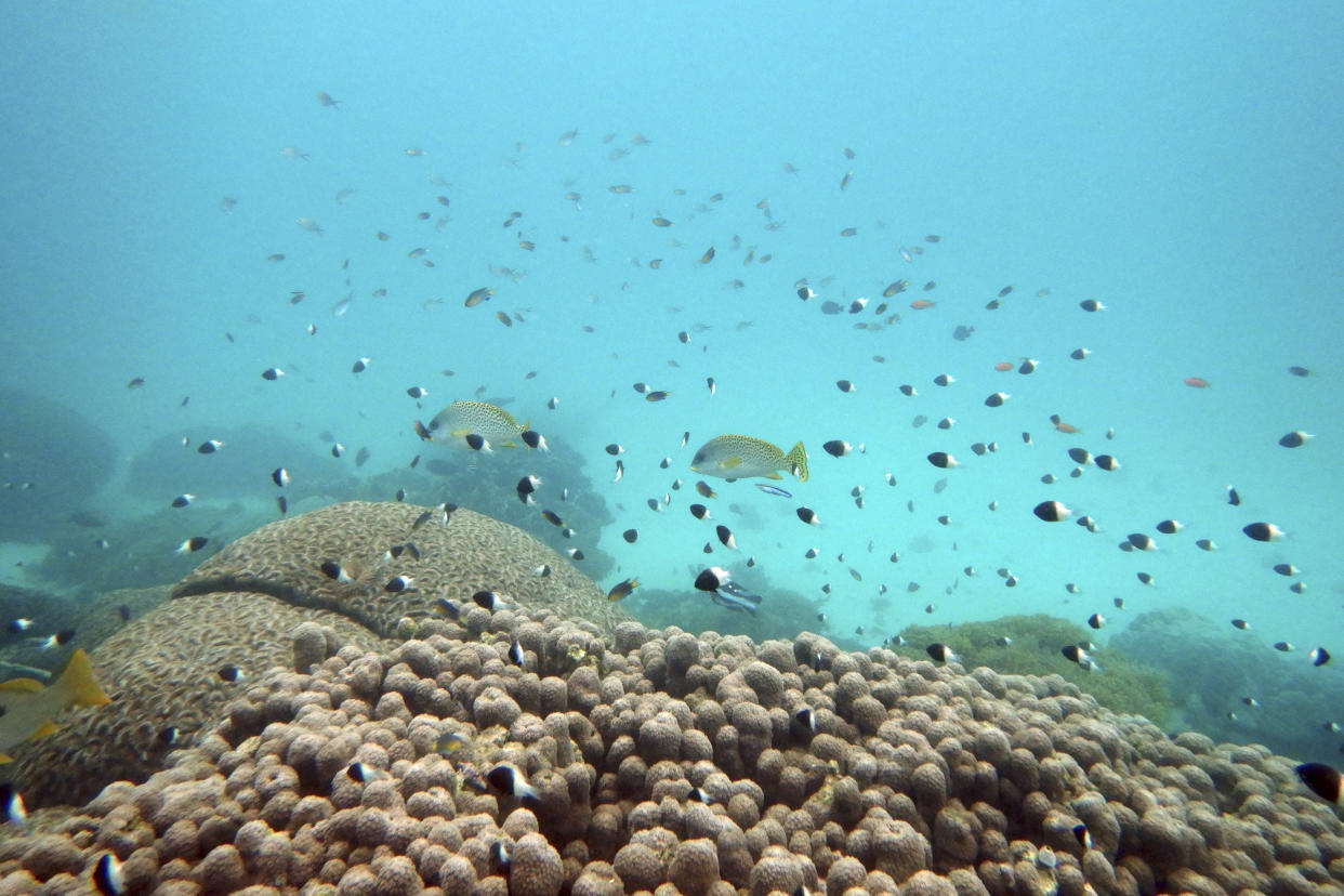 FILE - Fish swim near some bleached coral at Kisite Mpunguti Marine park, Kenya, June 11, 2022. For the first time, United Nations members have agreed on a unified treaty on Saturday, March 4, 2023, to protect biodiversity in the high seas — nearly half the planet’s surface. (AP Photo/Brian Inganga, File)