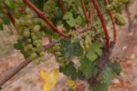 Wine grapes are seen hangin with remnants of smoke and ash at Hanson Vineyards in Woodburn, Oregon