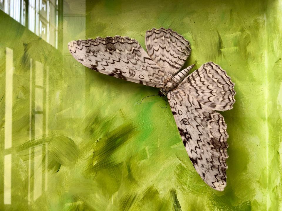 A butterfly is shown in a display case in the eastern entryway of the Texas Science & Natural History Museum. The museum, previously known as the Texas Memorial Museum, is reopening this month.