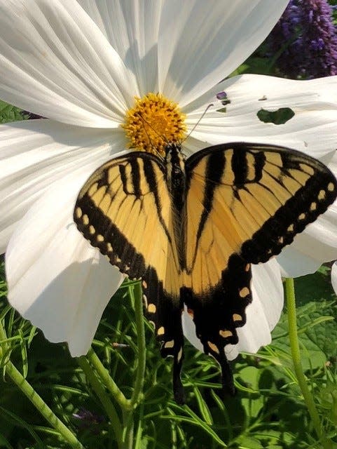 An eastern tiger swallowtail butterfly alights in Tom Hickey's garden.