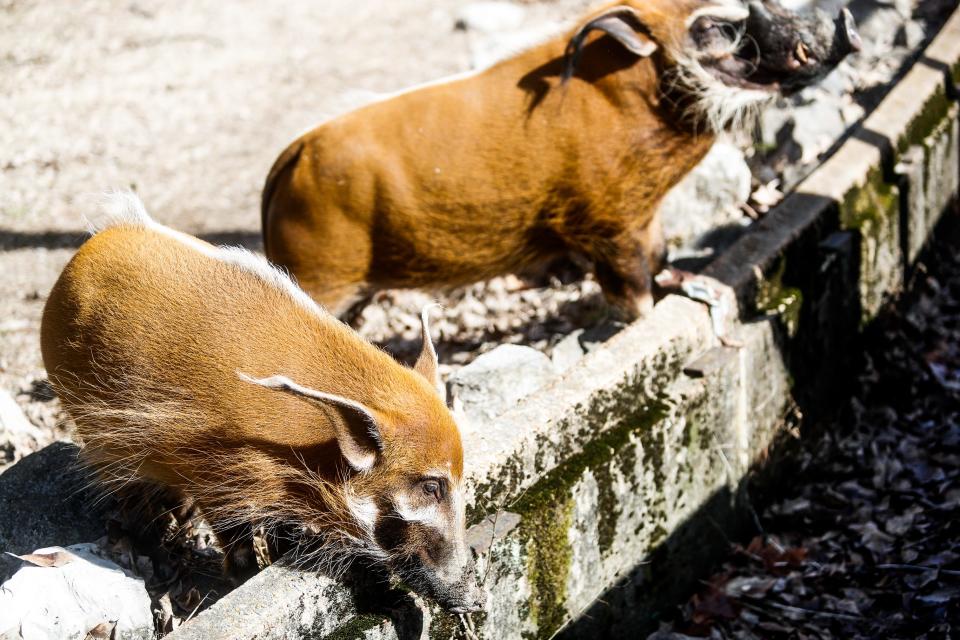 A male Red River Hog, right, and a female Red River Hog, left, wait for their zookeeper to throw snacks in their exhibit at the Memphis Zoo on Tuesday, Jan. 30, 2024 at the Memphis Zoo in Memphis, Tenn.