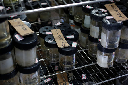 Mosquito samples collected from different areas of Shazai Island for further studies are seen at a field studio of Sun Yat-Sen University-Michigan State University Joint Center of Vector Control for Tropical Disease, the world’s largest "mosquito factory" which breeds millions of bacteria-infected mosquitoes, in the fight against the spread of viruses such as dengue and Zika, in Guangzhou, China July 28, 2016. Picture taken July 28, 2016. REUTERS/Bobby Yip