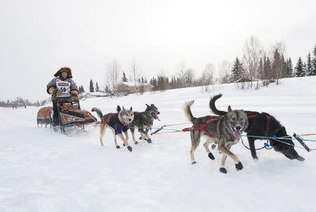 Jeff King and his team head out onto the snow covered frozen Chena river during the official start of the 2015 Iditarod Trail Sled Dog race in Fairbanks, Alaska March 9, 2015. REUTERS/Mark Meyer