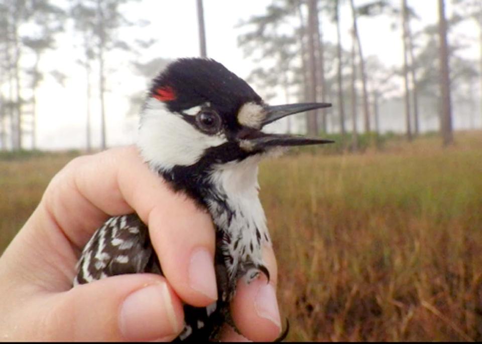The red cockaded woodpecker population has rebounded on Eglin Air Force Base's reservation.