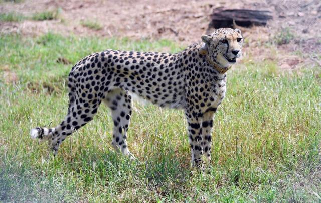 Cheetahs' ears help them run, and they're not the only animal