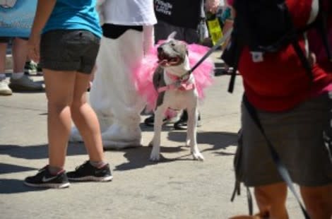 Pups of Pride