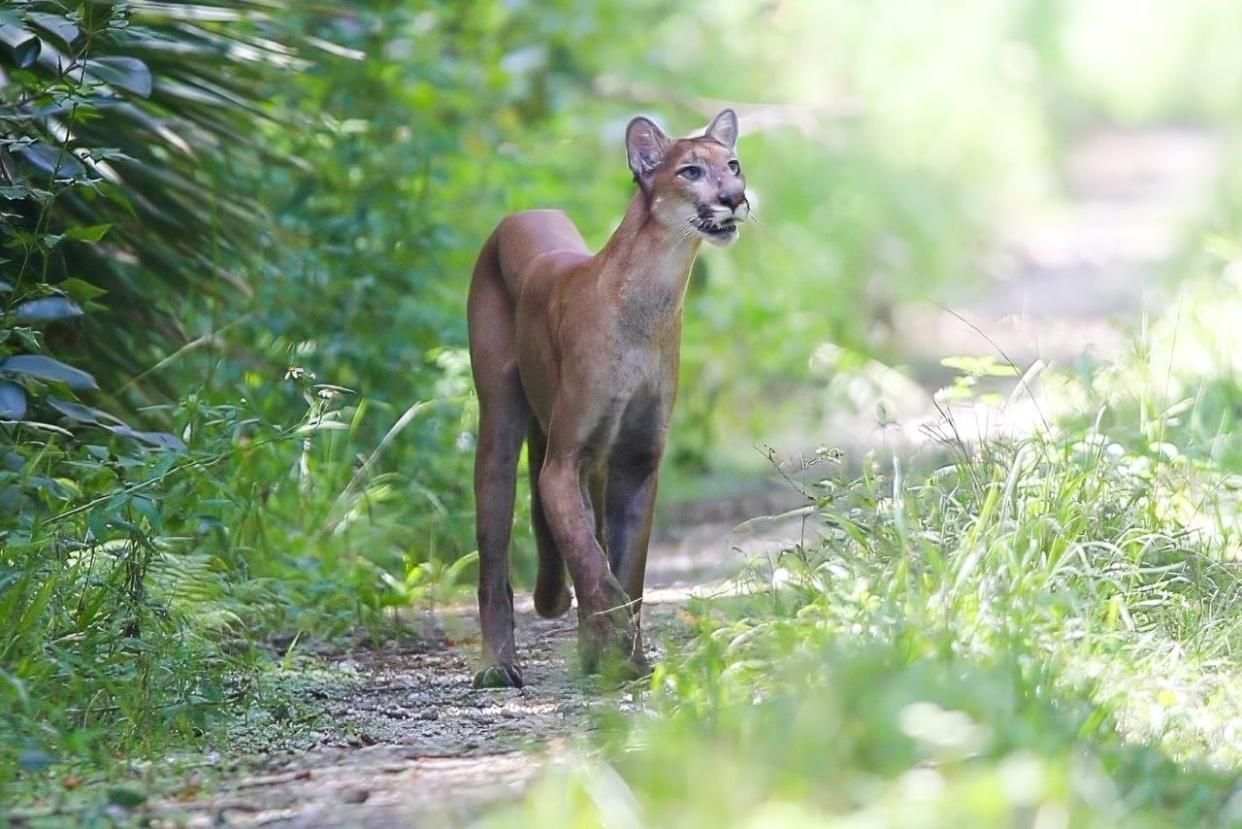 FAU student Jacob Askin describes his encounter with a Florida panther in September. 'The panther slowly walked down the trail with its head held high, looking up. The sun reflected off its light-colored fur giving it this beautiful glow.'