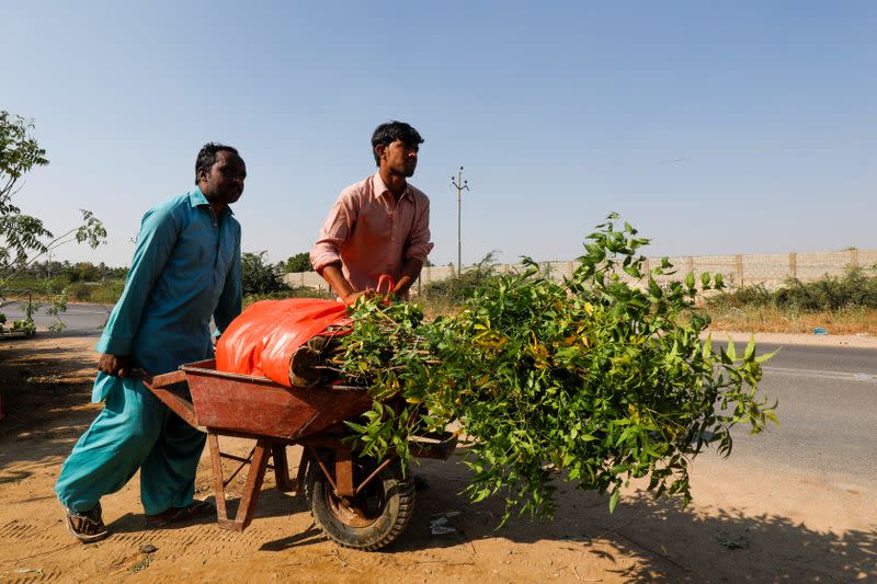 Labourers move a wheelbarrow with bags of plants to be transported for planting along the pilgrimage route between Iraqi Shi'ite Muslim holy city of Najaf and Karbala, at a farm on the outskirts of Karachi