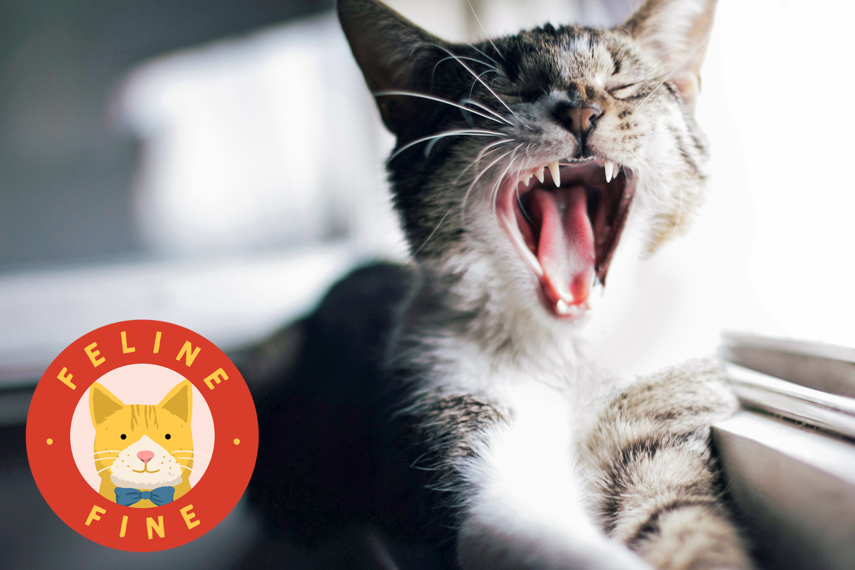 cat yawning showing teeth; how many teeth does a cat have? with feline fine logo