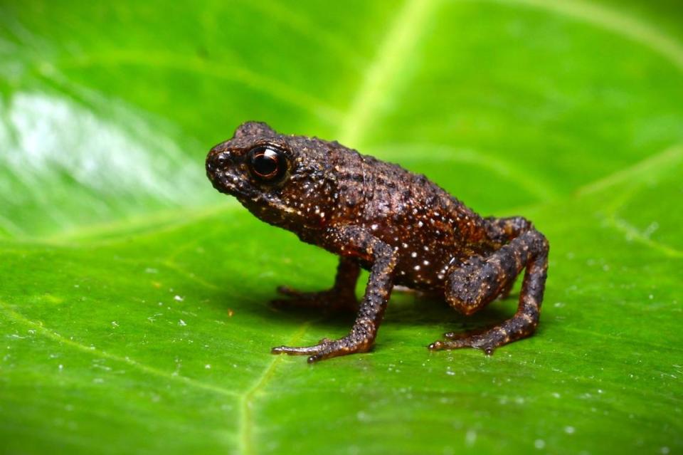 The Mesilau stream toad, or Ansonia guibei, rediscovered by researchers. Photo from Evan Quah