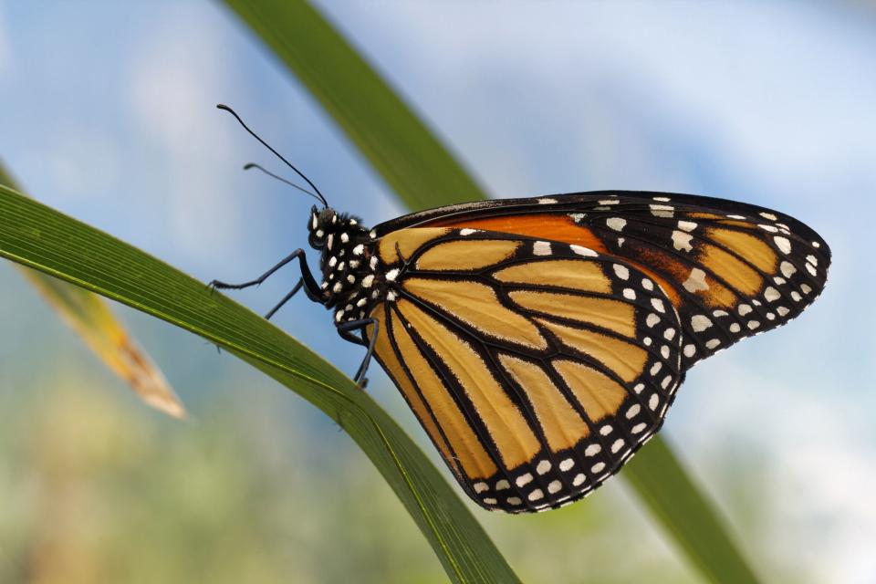 The Official Insects of Every State