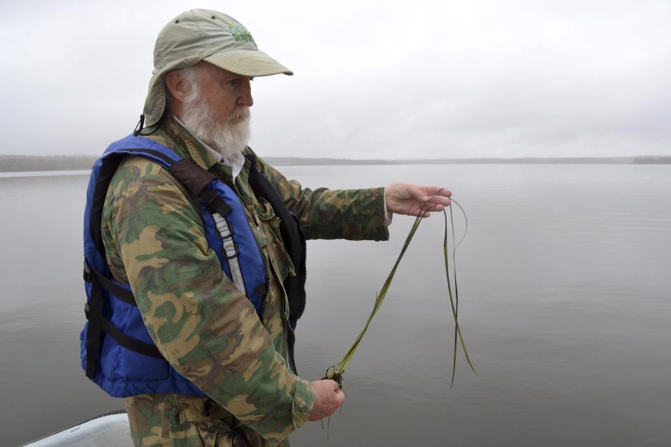 In this Oct. 29, 2019 photo, University of New Hampshire's Fred Short holds a strand of eel grass pulled from the Great Bay in Durham, N.H. After years of declines, Short and his colleagues have started to document a recovery of the underwater marine plant, which is critical for water quality in the bay and serves as food source and shelter for fish, crustaceans and other marine animals. (AP Photo/Michael Casey)