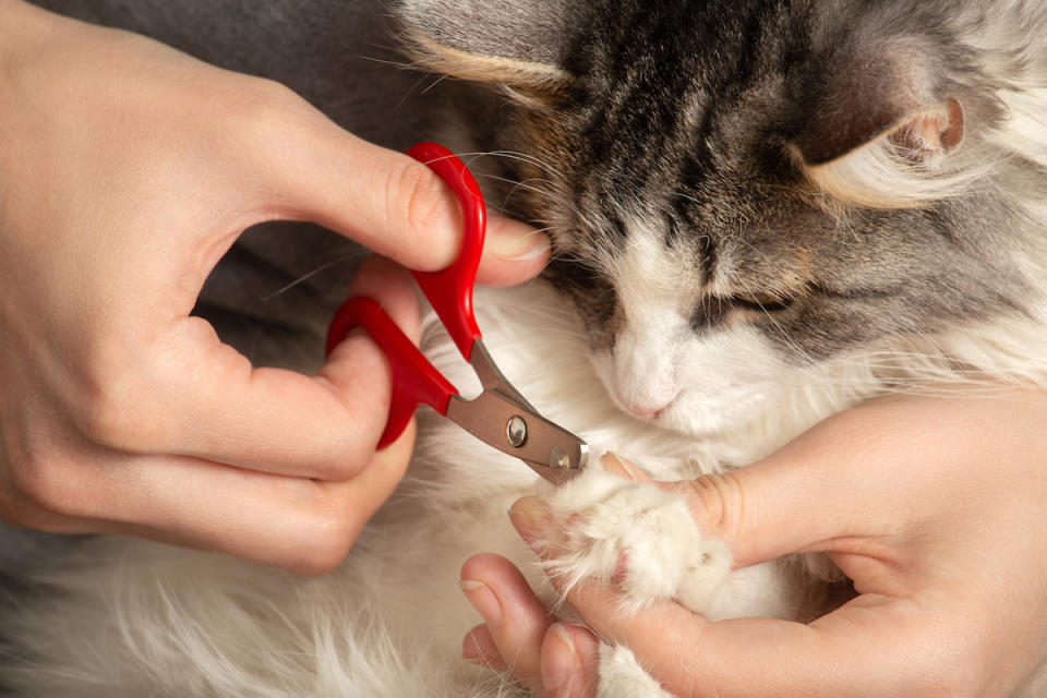 Woman trimming cat's claws