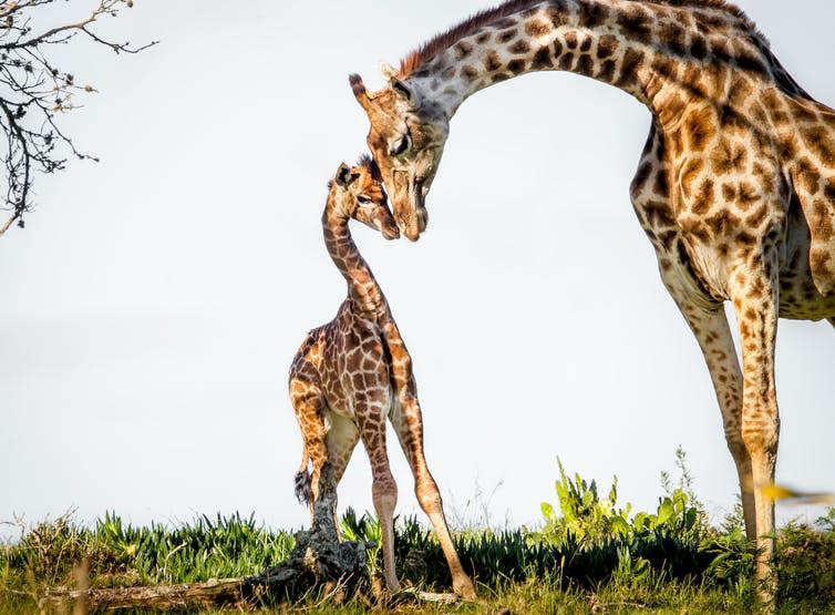 <span class="caption">Giraffes have seven neck bones.</span> <span class="attribution"><a class="link " href="https://www.shutterstock.com/image-photo/gentle-moment-between-mother-giraffe-her-1117510175" rel="nofollow noopener" target="_blank" data-ylk="slk:John Michael Vosloo/Shutterstock;elm:context_link;itc:0;sec:content-canvas">John Michael Vosloo/Shutterstock</a></span>