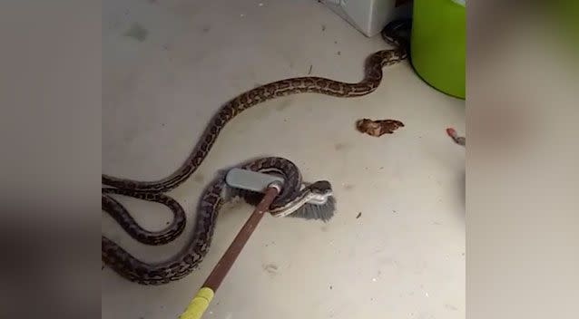 Clash of the pythons: Two snakes battle it out in shower before Qld mum  intervenes