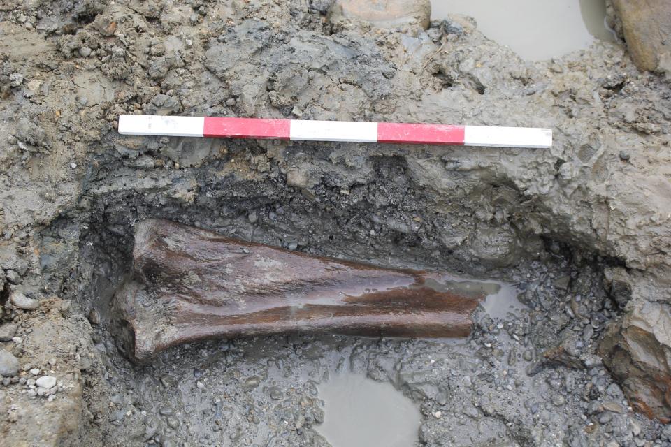 A mammoth bone discovered at the excavation site.