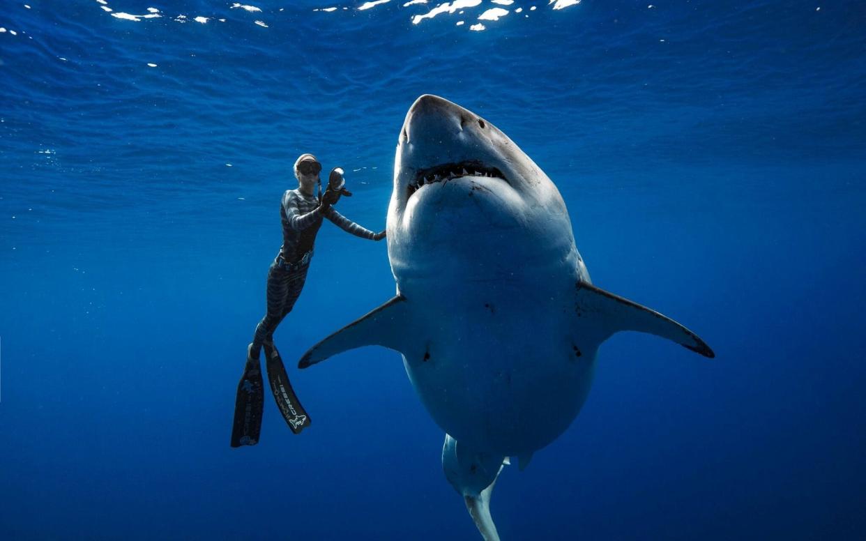 A shark said to be 'Deep Blue', one of the largest recorded individuals, swims offshore Hawaii - REUTERS