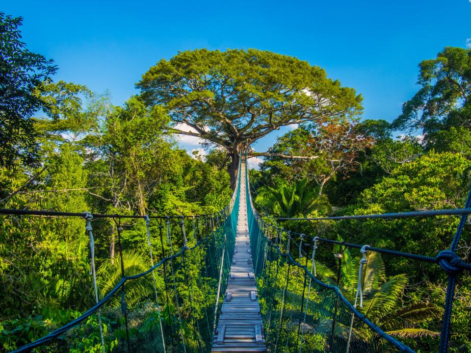 A safari in the Amazon