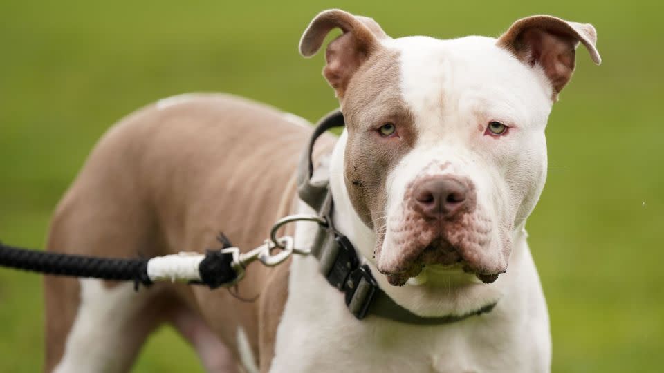 A XL bully dog called Riz, during a protest against the Government's decision to add XL bully dogs to the list of prohibited breeds under the Dangerous Dogs Act following a spate of recent attacks. Picture date: Saturday September 30, 2023. - Jacob King/PA/Alamy/Sipa