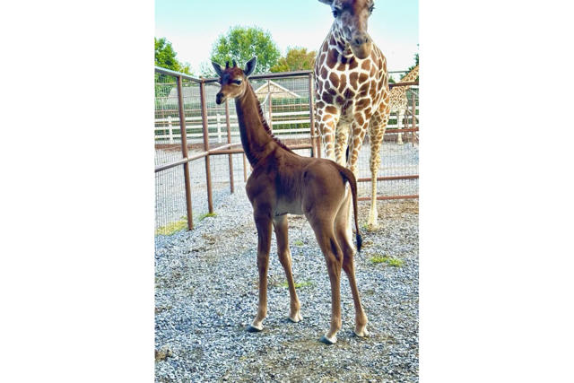 Spotless arrival: Rare giraffe without coat pattern is born at Tennessee zoo