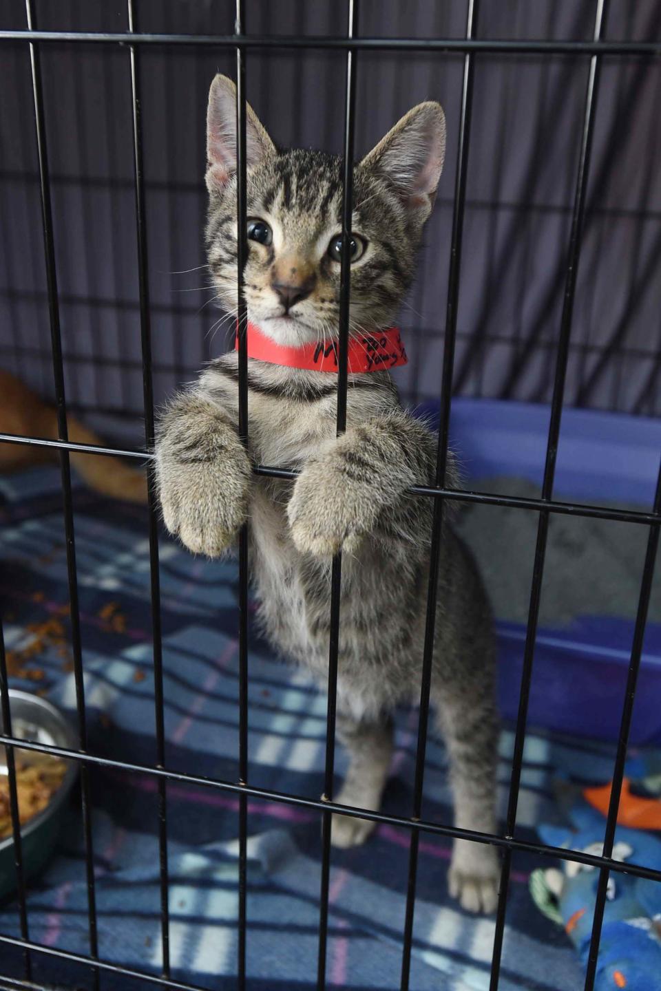 Booga Boo, a young male kitten, stands in a cage at the Panhandle Animal Welfare Society on Friday shortly before he and 138 other cats and 42 dogs were taken to shelters and rescue groups in Kentucky. The New York-based group Guardians of Rescue helped PAWS transfer the animals to make room for animals expected to arrive from neighboring areas hard hit by Hurricane Sally in 2020.