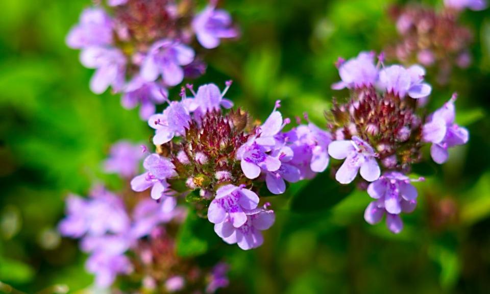 Purple creeping thyme